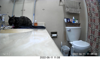 my cat Miss Pris behind my refrigerator