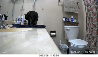 my cat Miss Pris behind my refrigerator