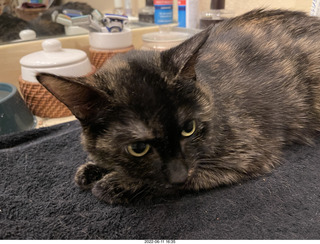 my cat Miss Pris behind my refrigerator