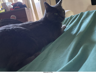 my cats Devin and Jane