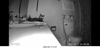 my cat Miss Pris behind my refrigerator