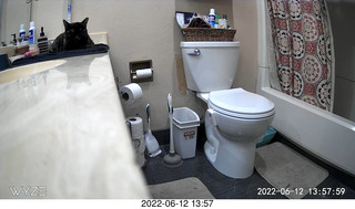 my cat Miss Pris in her safe space