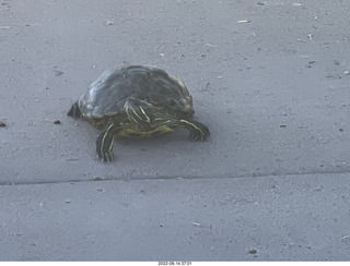 Arizona Greenbelt - red ear slider turtle (Thanks, Tami)