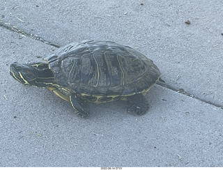 Arizona Greenbelt - red ear slider turtle (Thanks, Tami)