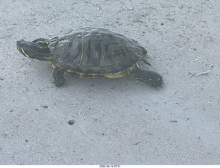 Arizona Greenbelt - red ear slider turtle (Thanks, Tami)