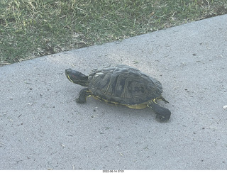 Arizona Greenbelt - red ear slider turtle (Thanks, Tami)