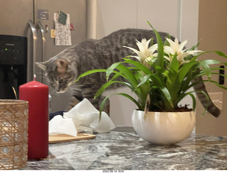 cats Potato and Pickle