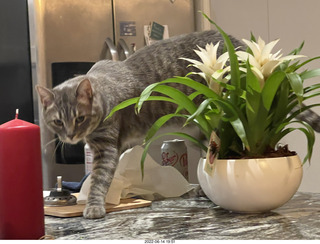 cats Potato and Pickle