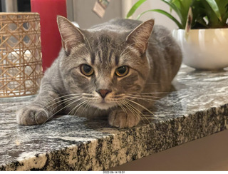 cats Pickle and Potato in the window