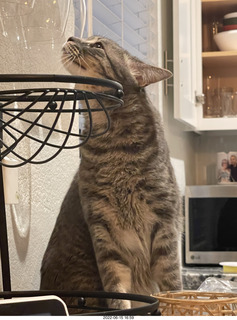 cats Potato and Pickle