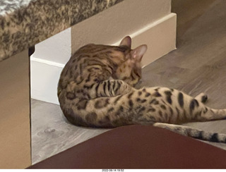 cats Potato and Pickle