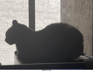 my cat Miss Pris in her safe space