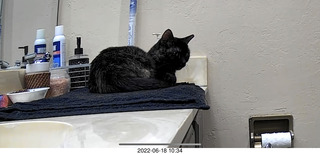 my cat Miss Pris in her safe space