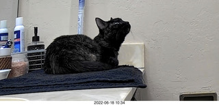 my cat Miss Pris in her safe space