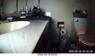 my cat Miss Pris in her safe space