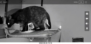 my cats Jane and Miss Pris - snack trick to get them together