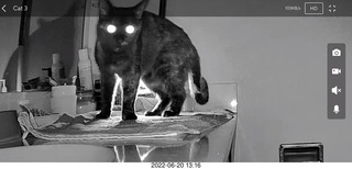 my cat Miss Pris in the dark