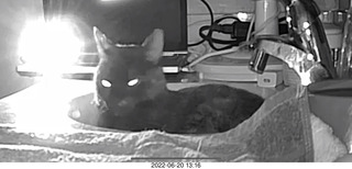 my cat Miss Pris in the dark