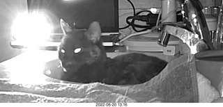 my cat Miss Pris in the dark