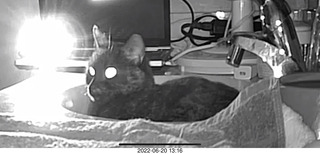 my cat Miss Pris in the dark