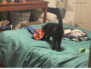 house construction - my cat Devin