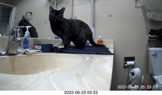 my cat Miss Pris in the dark