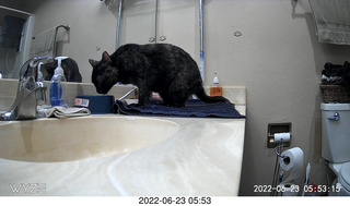 my cat Miss Pris in the dark