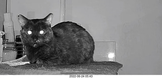 my cat Miss Pris at night