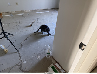 my Dell computers arrived with cat Devin