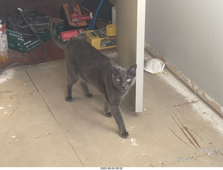 cat Devin meeting cat Miss Pris atop the refrigerator