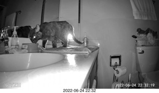 my cat Miss Pris at night