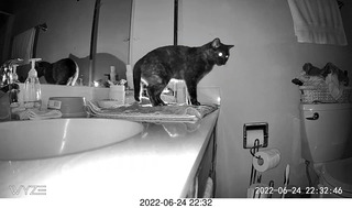 my cat Miss Pris at night