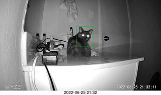 my cat Miss Priss at night