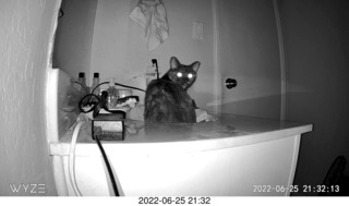 my cat Miss Priss at night