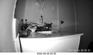 my cat Miss Pris at night