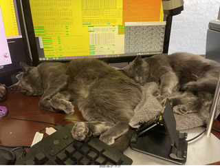 my cats Jane and Devin on my computer table