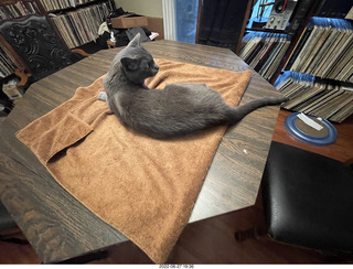 my cats Jane and Miss Pris - snack trick to get them together