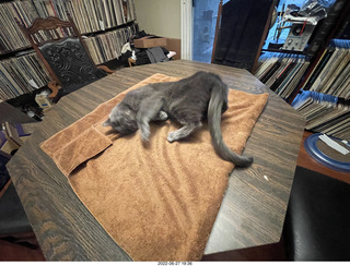 my cat Jane on the table