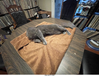 my cat Jane on the table