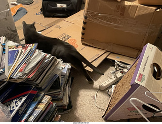 my cat Devin in Miss Pris's safe space bathroom