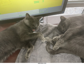 house construction - my cat Devin