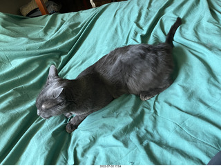 my cat Devin enjoying the bed in a new place