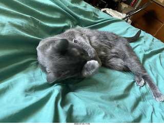 house construction + my cat Devin