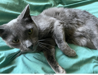 my cat Devin enjoying the bed in a new place