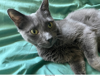 my cat Devin enjoying the bed in a new place