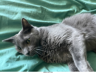 house construction - my cat Devin