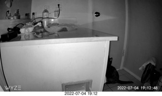 my cat Miss Priss at night