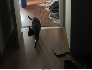 my cats Devin anbd Jane