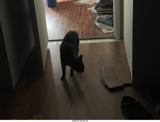 my cats Devin anbd Jane