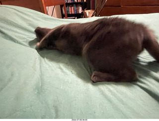 my cat Devin enjoying the bed in a new place